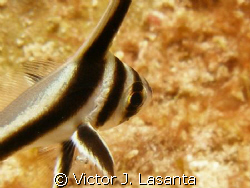 eye of baby spotted drum at los arcos dive site in pargue... by Victor J. Lasanta 